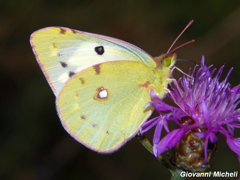 Colias....? C. crocea f. helice